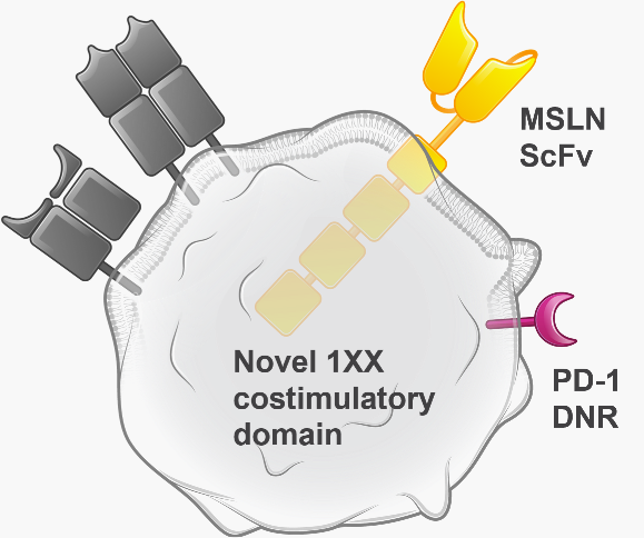 ATA2271 – Autologous Mesothelin-Targeted CAR T Program in Solid Tumors