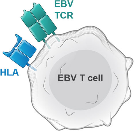Potential Advantages of EBV-T‑Cells as Off-the-Shelf, Allogeneic T-cell Immunotherapy Platform