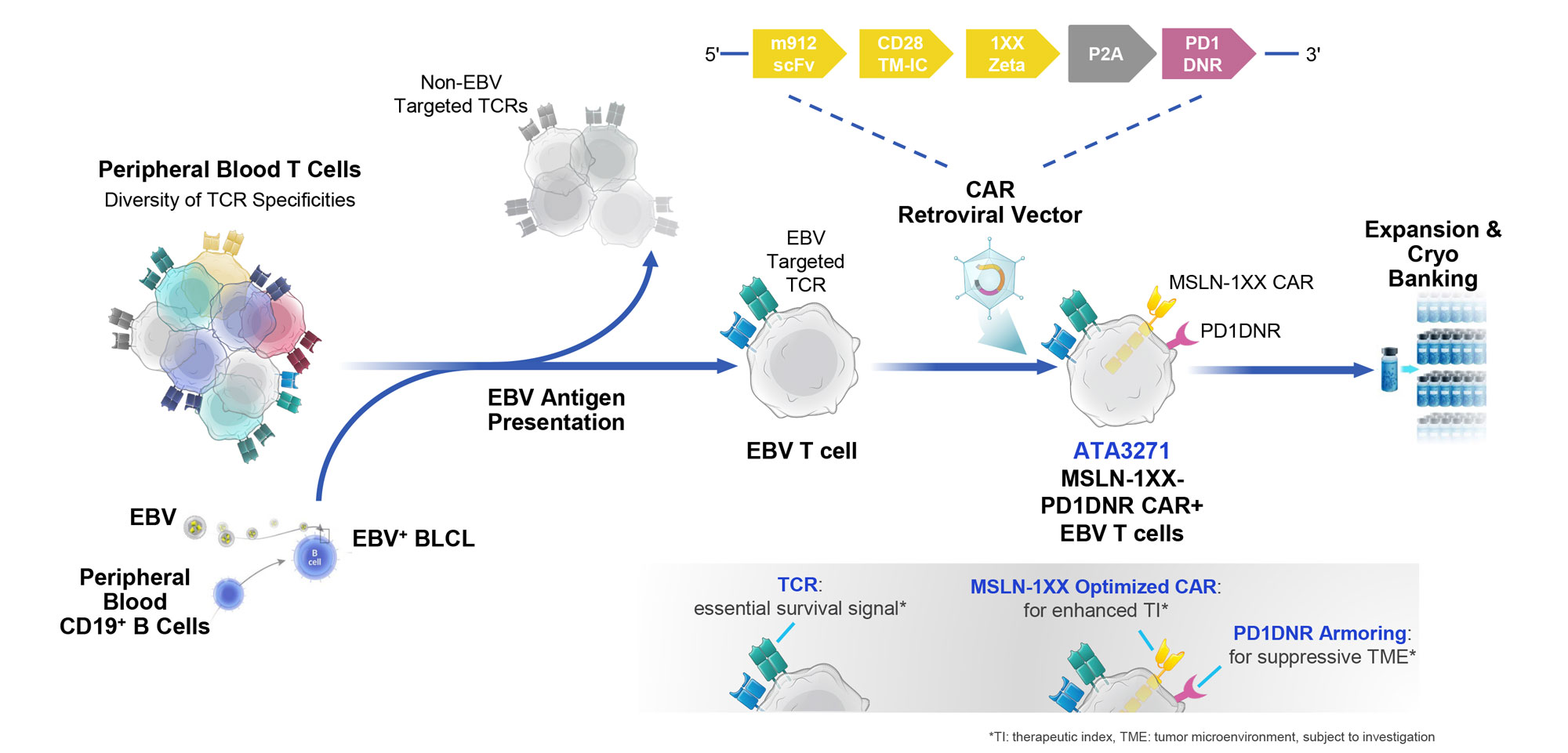 Solid Tumor Cart Cells